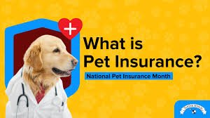 pet insurance